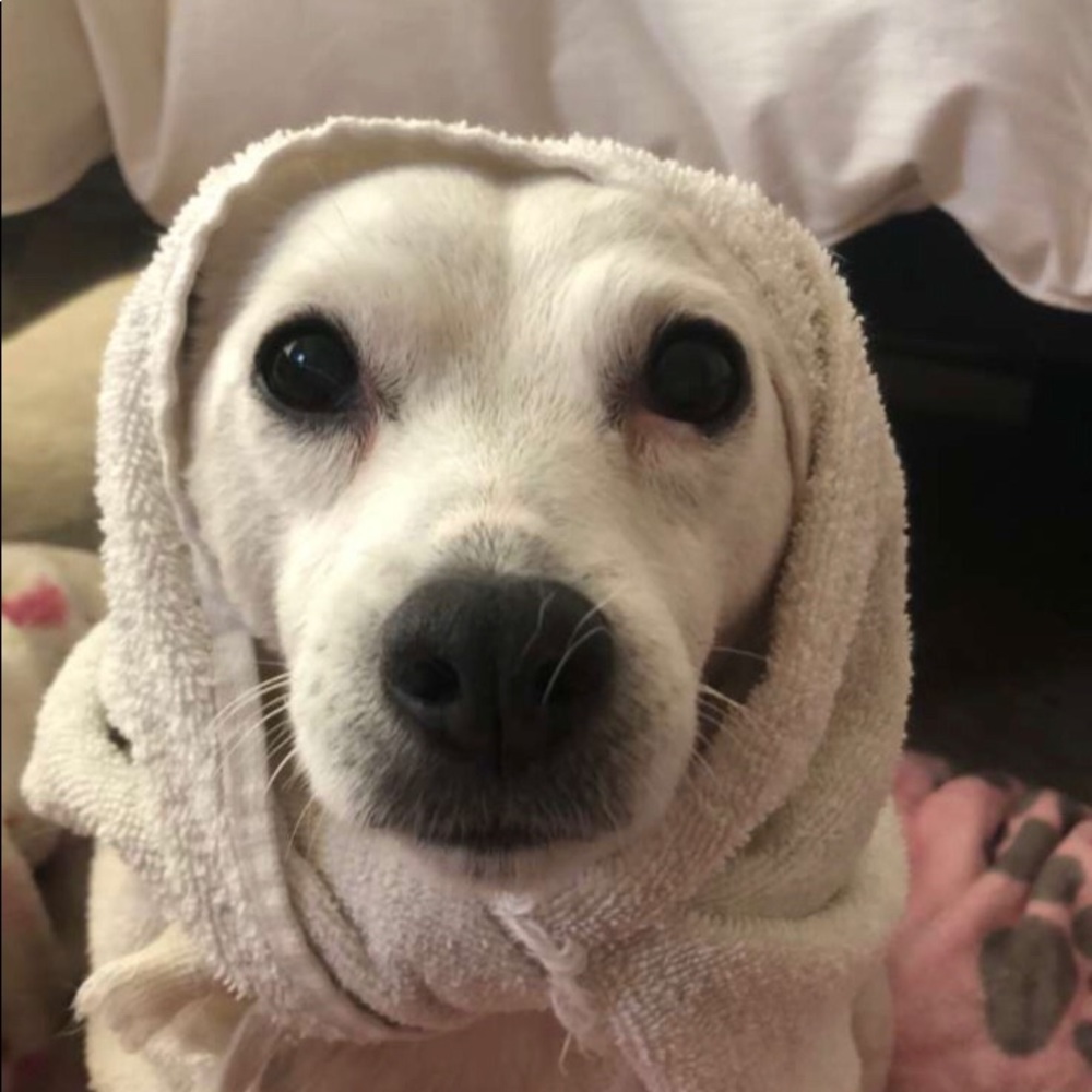 Meet your Posher, Lyndsey